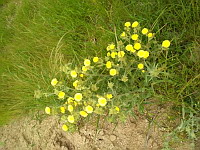 Andryale a feuilles entieres (ph. Mrugala F., Chiroubles, juin 2021)(4)